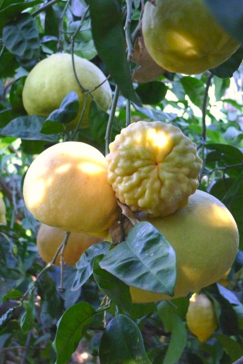 citrons jardin des hesperides